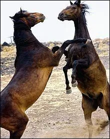 Le mustang, cheval, pèse...