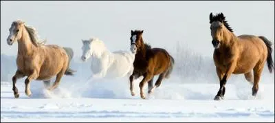 Les mustangs sont les chevaux les plus résistants de la Terre.