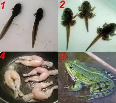 Quelle est la bonne réponse ?