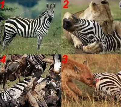 Quelle est la bonne réponse ?