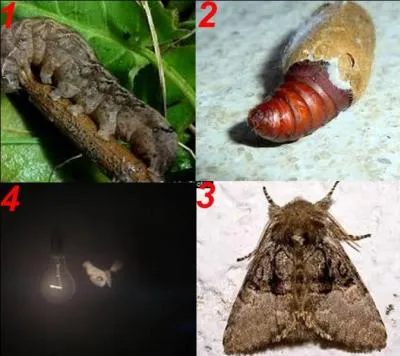 Quelle est la bonne réponse ?