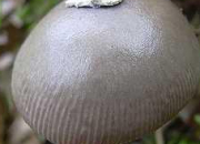 Quiz NE37 - Poussez sur le « champignon », c'est facile !