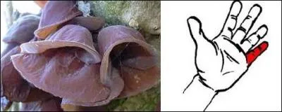 Sa chair gélatineuse n'a pas vraiment de goût, mais agrémente des bouillons. Quel est son nom ?