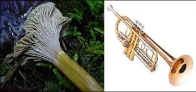 Elle sent légèrement la mousse ou le moisi, il s'agit de la -------, poussant au pied des sapins.