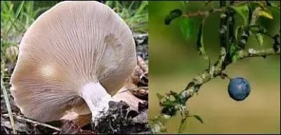 Voici la clitopile à la chair blanche et à l'arôme de farine fraîche qui lui vaut le nom de meunier. Quel est son autre nom ?