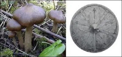 On dit d'eux qu'ils poussent en "ronds de sorcière". Quel autre nom portent les mousserons des haies ?