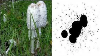 Il doit être consommé jeune car sa chair blanche se révèle fragile, devient noire jusqu'à disparaître. Quel nom a-t-il ?