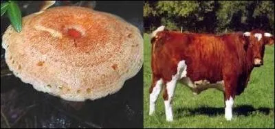 Vous reconnaissez bien évidemment le lactaire délicieux. Quel nom imagé porte-t-il encore ?