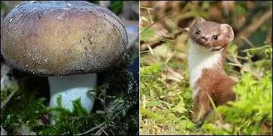 C'est bien une russule, tous les spécialistes de champignons l'ont reconnue ! Oui, mais laquelle ?