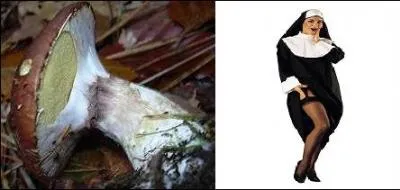 Le chapeau est joliment brun, le pied court et massif. Selon son âge, il varie de couleur, si bien qu'il peut aussi s'appeler bolet jaune. Quelle autre belle appellation porte-t-il aussi ?