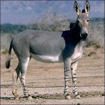 Quel est cet animal ?