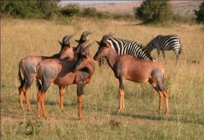 Cet animal est un topi !