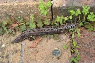 Les limaces léopards existent-elles ?
