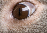 Quiz As-tu un oeil de lynx ? 6
