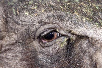 Tu vas encore dire que je te joue un tour de cochon, sauf si tu trouves le nom de l'animal !