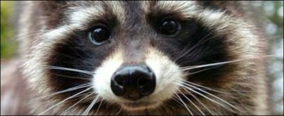 Il a la réputation de nettoyer sa nourriture, le reconnais-tu ?