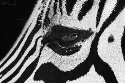 Si tu ne trouves pas son nom, tu en fais un drôle !