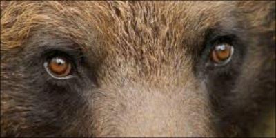 Celui-là, il n'est pas en peluche !