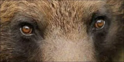 Celui-l&agrave;, il n'est pas en peluche !