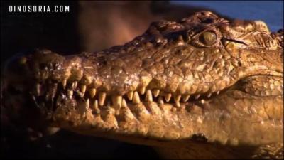 Râ, le dieu égyptien, veille sur lui !