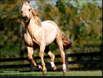 Quelles sont les allures du cheval ?