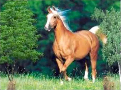 Quelle est cette robe ?