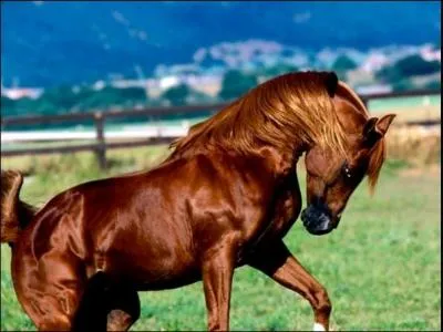 Quelle est cette robe ?