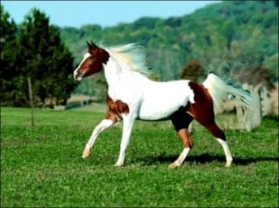 Quelle est cette robe ?