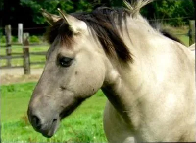 Quelle est cette robe ?