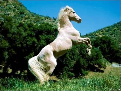 Définition d'un robe :