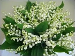 Quel est le nom botanique du muguet ?