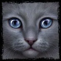 Qui est l'amour sincère d'Etoile Bleu ?