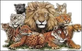 Animaux : lequel de ces félins ne vit pas en Afrique ?