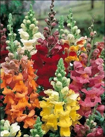 Quel est l'autre nom de la plante 'Gueule de loup' ?