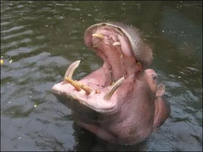 Qu'est-ce qu'être 'fort en gueule' ?