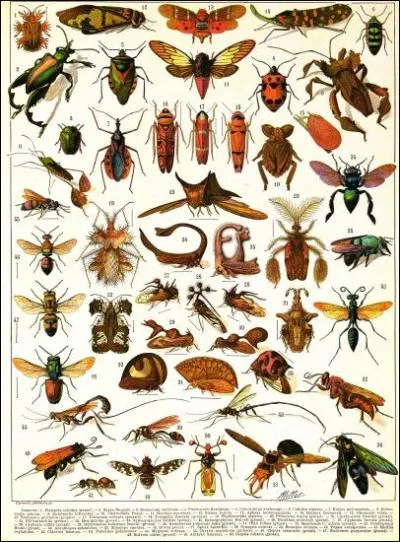 Et la phobie des insectes....