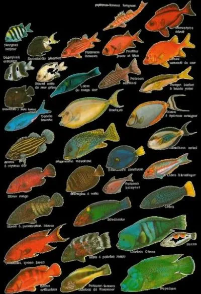 Qu'est-ce que l'ichtyophobie ?