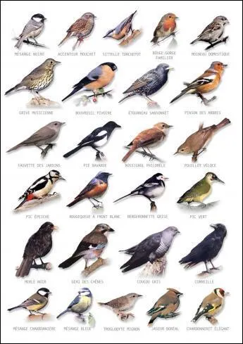 Comment se nomme la phobie des oiseaux ?
