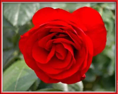 La korriganophobie est la peur des roses rouges.