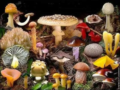 Comment se nomme la peur des champignons ?