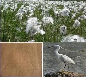 Des espaces cotonneux à perte de vue ; des ----- y poussent.