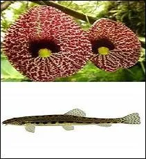 Comment appelle-t-on celle-ci ? Aristo -----.