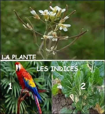 Associez les deux indices et vous aurez le nom de la plante aimant les clairières.