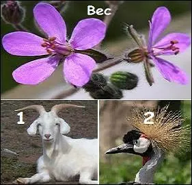 Quel indice associez-vous à la plante ?