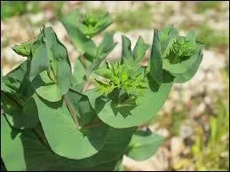C'est la réunion du participe passé du verbe boire et d'une membrane pulmonaire.