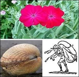 Jolie plante au feuillage velouté et aux fleurs de couleur vive. Elle appartient au genre Silène. Qu'associez-vous à "coque ---- " ?