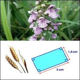 Que faut-il associer pour avoir le nom de cette plante des marais ?