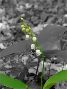 Le muguet est connu pour être une plante toxique. De quels troubles est-il responsable ?