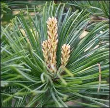 Afin d'éviter la mauvaise odeur dégagée par les chandelles, avec quoi les confectionnait-on également dans certaines régions ?