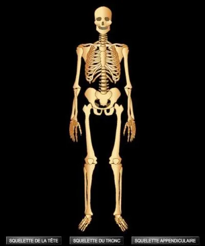 Combien d'os un squelette humain adulte compte-t-il ?